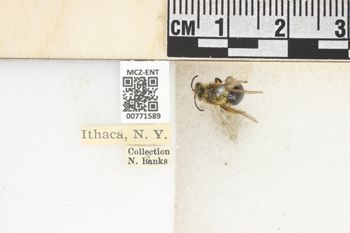 Media type: image;   Entomology 771589 Aspect: Labels